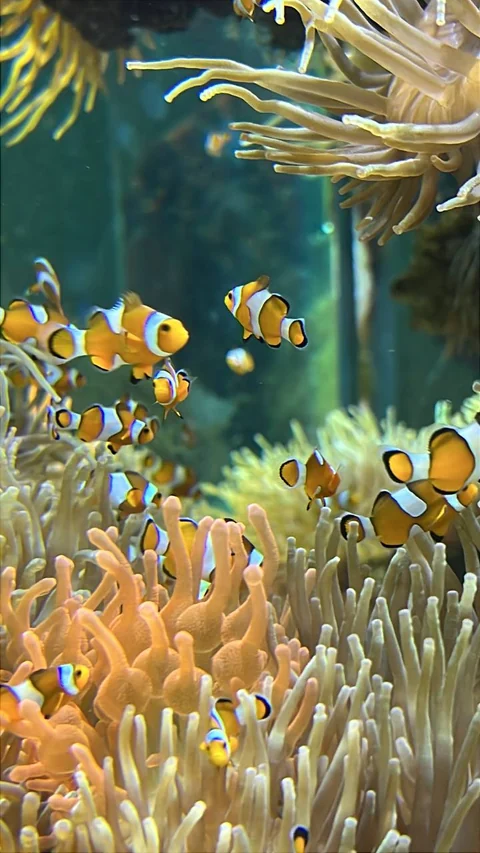 Peces payaso entre anémonas en un acuario