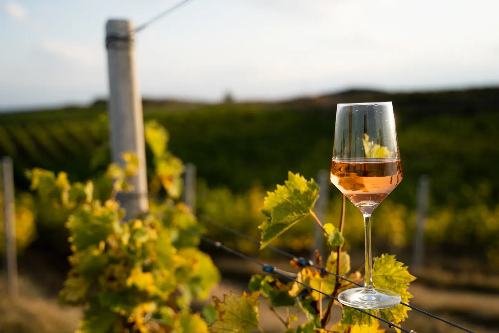 Copa de vino rosado en un viñedo de la Riviera Francesa